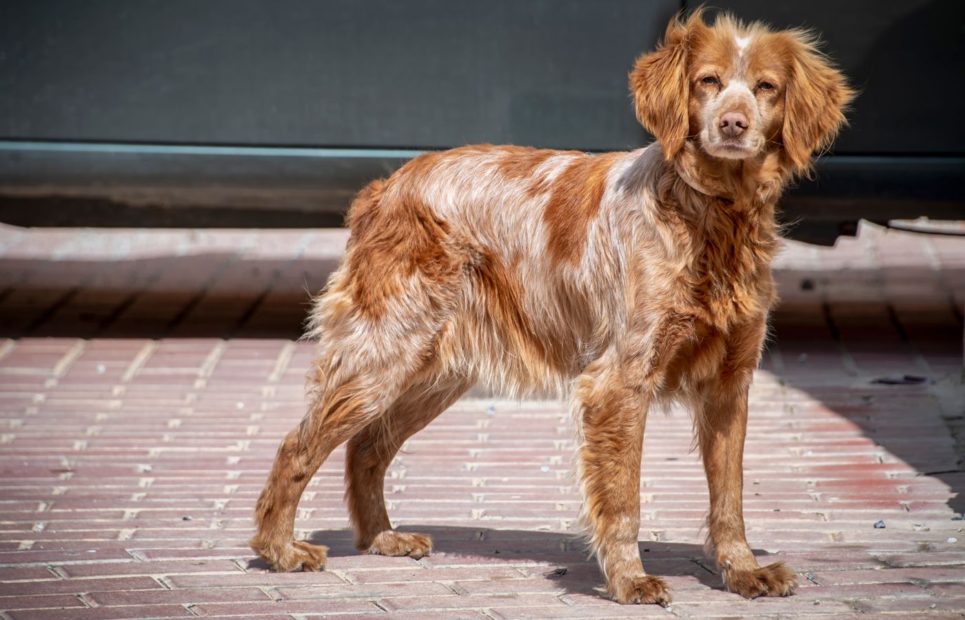 Brown and white Cocker Spaniel dog standing on brick pavement under sunlight.