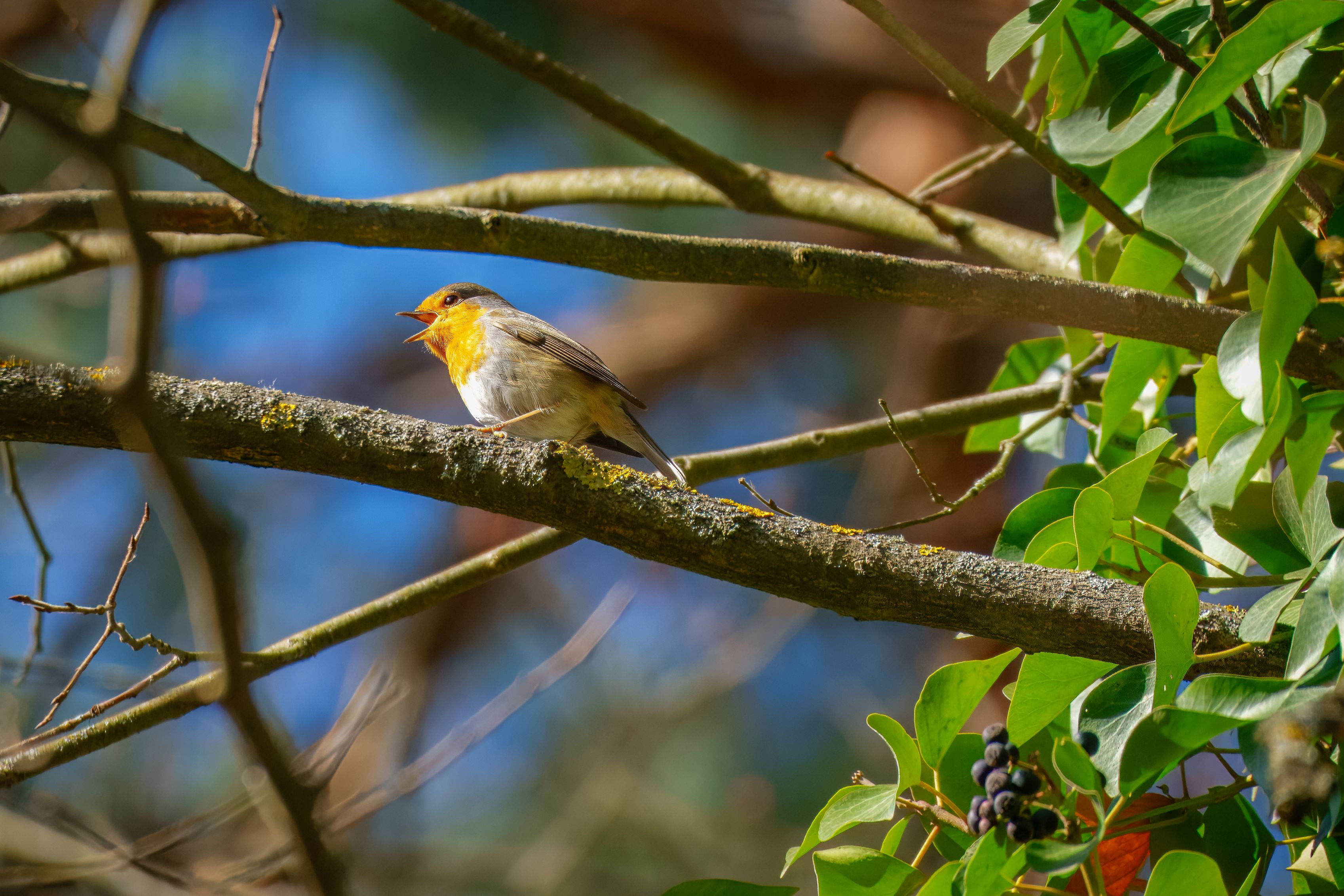 European Robin Perched on a Tree Branch · Free Stock Photo