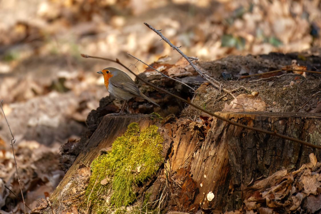Robin Falling European Robin on Mossy Tree Stump in Autumn · Free Stock Photo