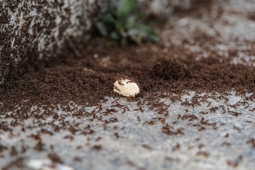 Dessert dekorerad med små insekter