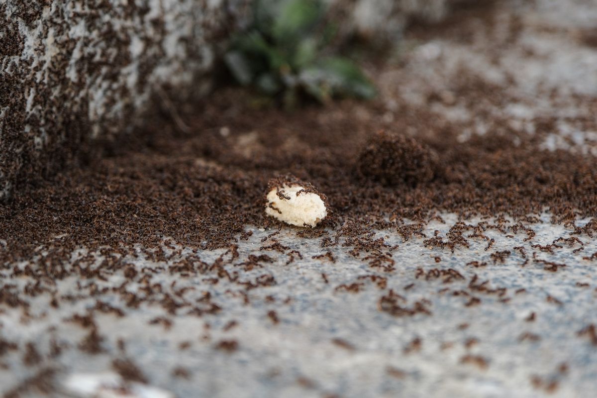 Trail of ants crossing a stone surface near a home
