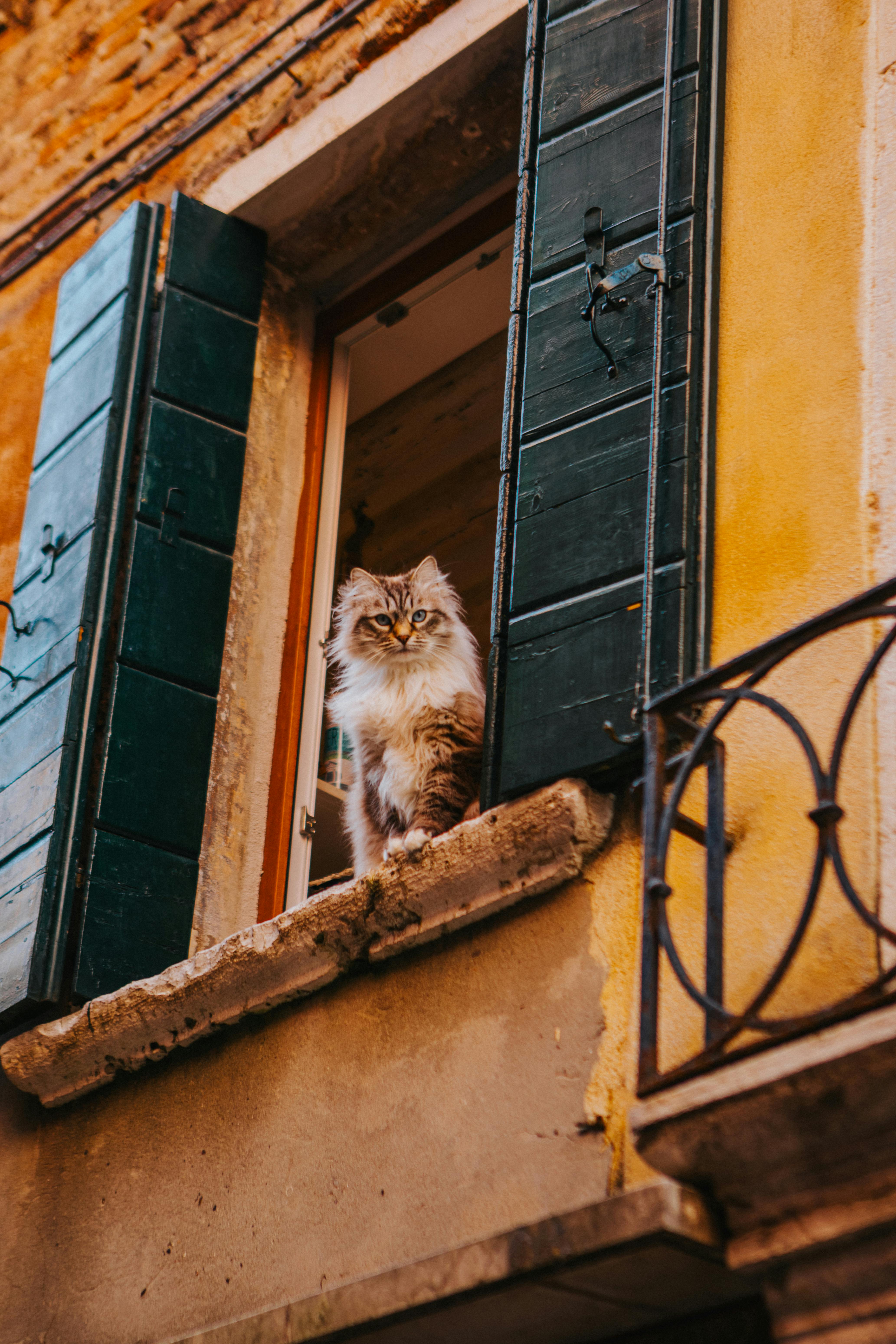 A fluffy cat sits on a rustic window ledge with colorful shutters in a vibrant neighborhood.