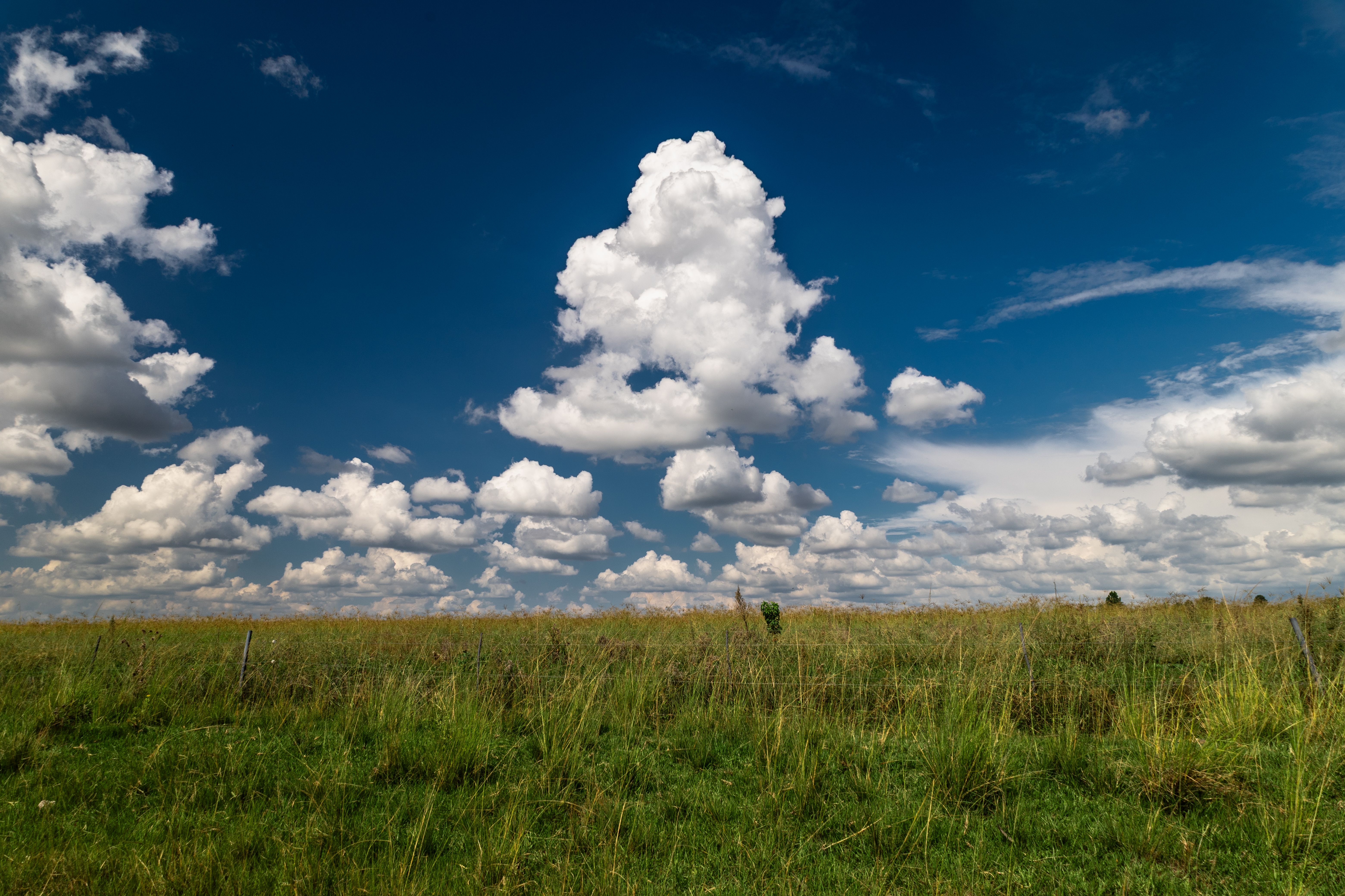 Cumulus Clouds Over Grass Field in South Africa · Free Stock Photo