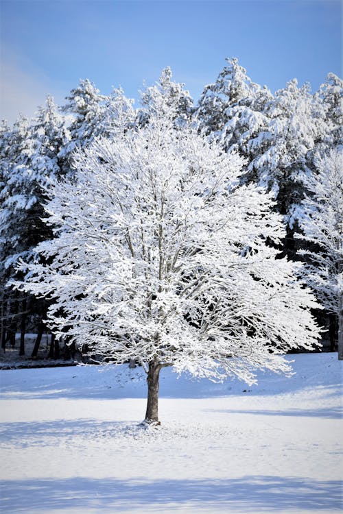 ağaç, kar, kış içeren Ücretsiz stok fotoğraf