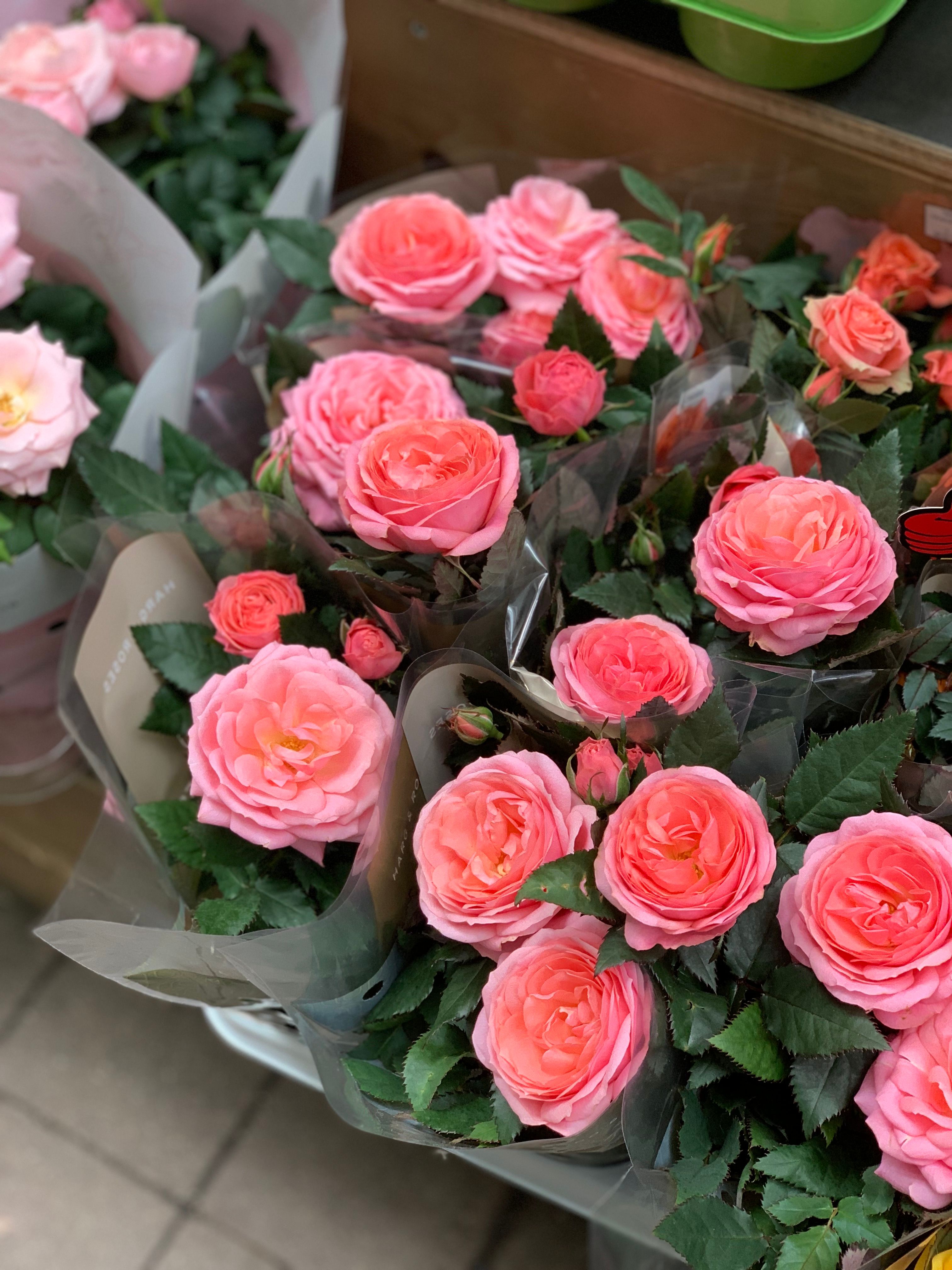 Vibrant Bunches of Pink Roses in Bloom · Free Stock Photo