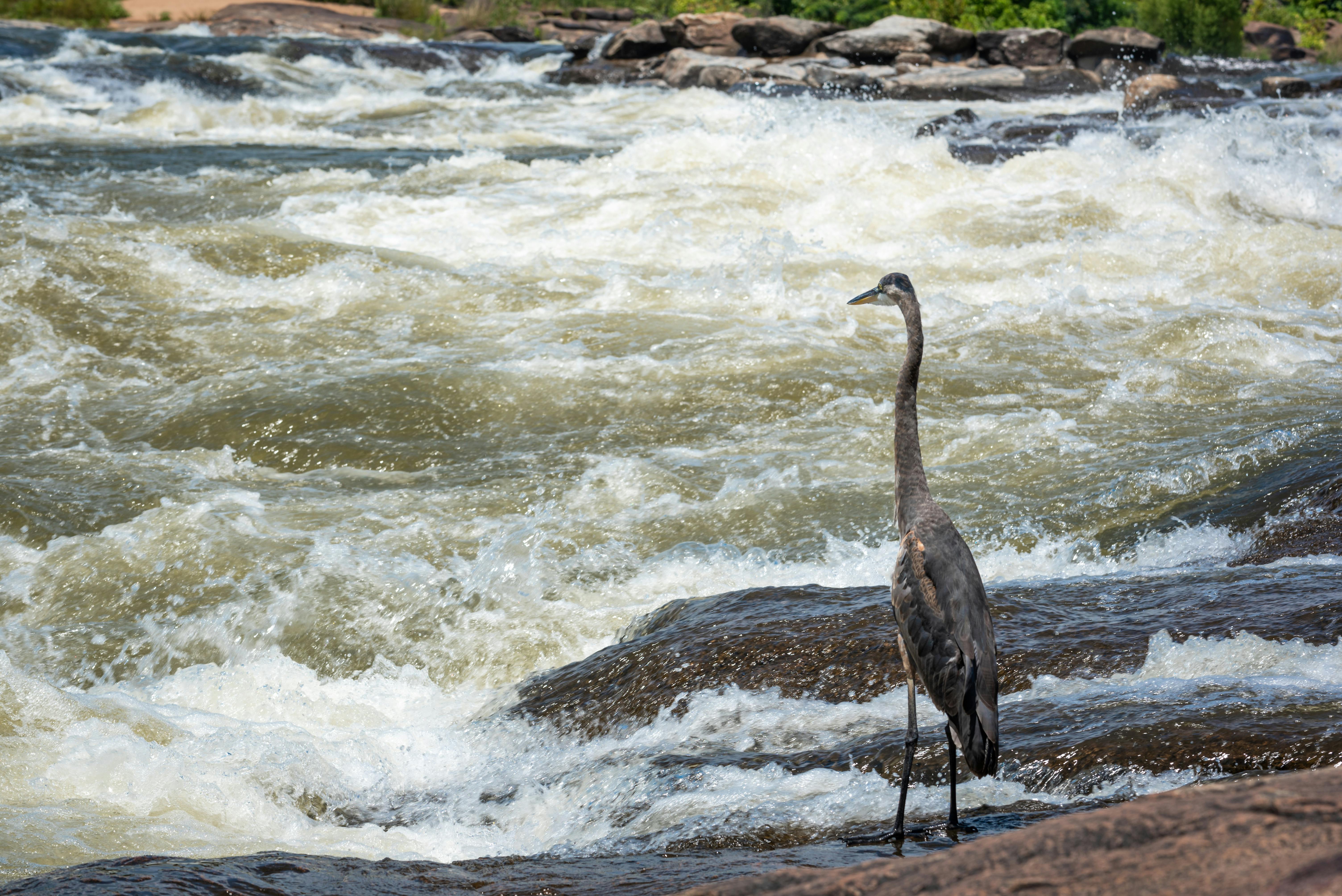 A great blue heron stands by the rushing waters of the Chattahoochee River in Columbus, Georgia.