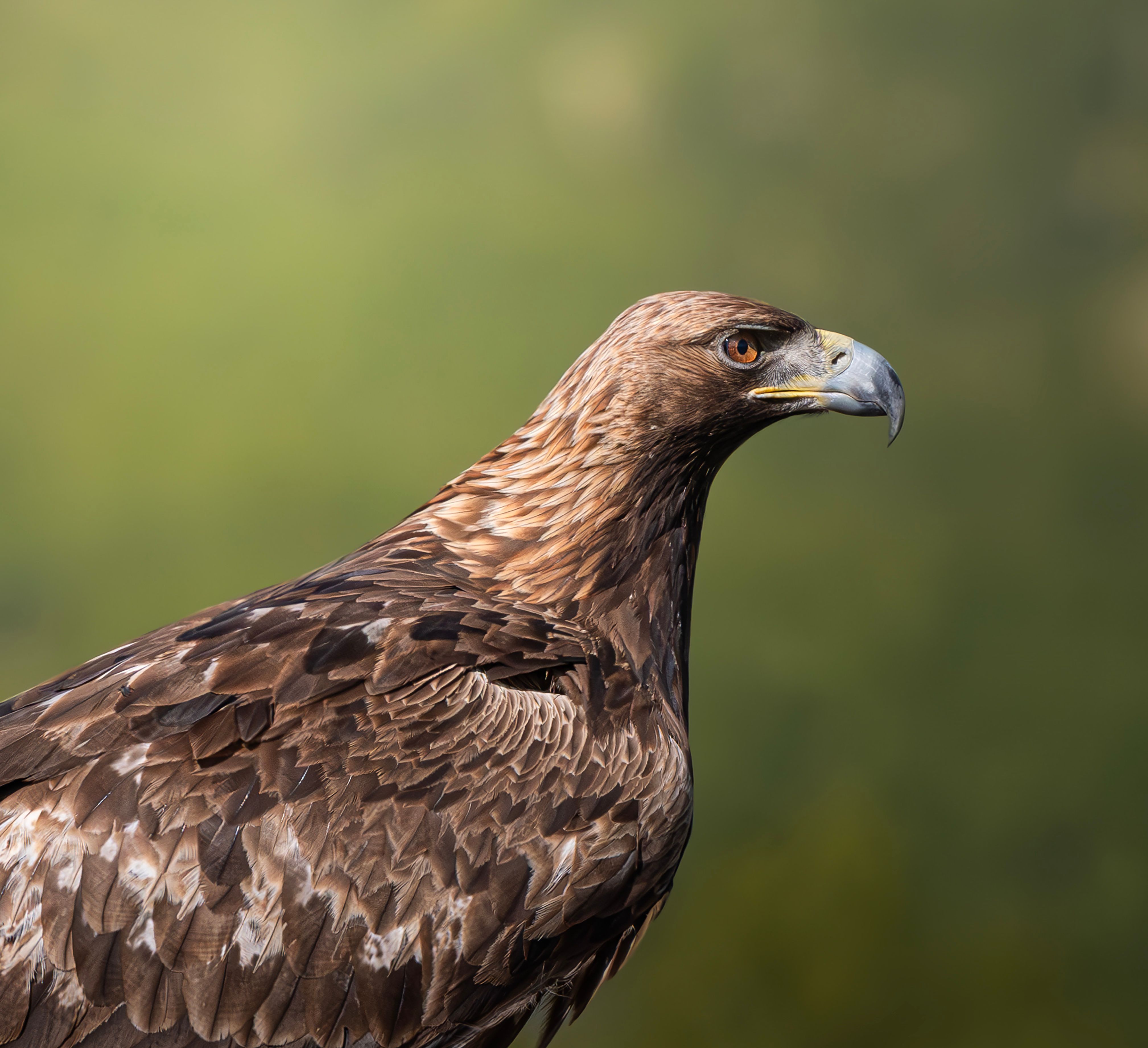 A detailed close-up of a majestic golden eagle against a soft green background, showcasing its strong beak and intricate feathers.