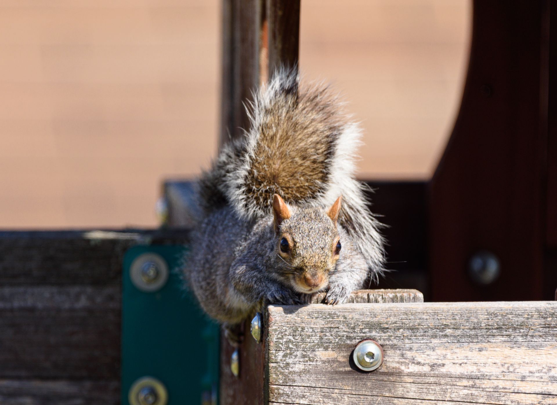 Eastern gray squirrel basks in sunlight on wood in Pittsburgh, PA.