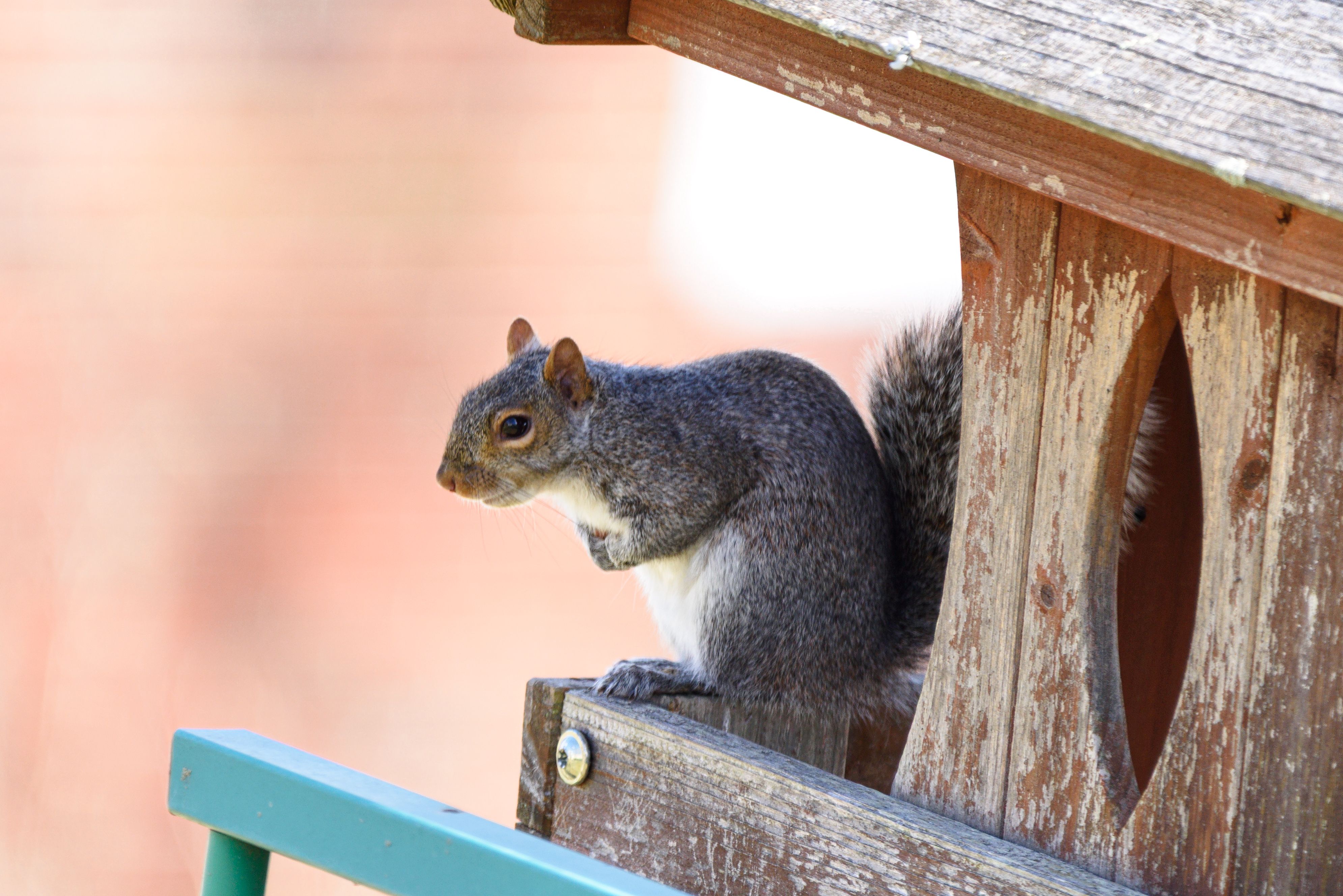 A grey squirrel sitting on a wooden birdhouse outdoors. Perfect for wildlife and nature themes.