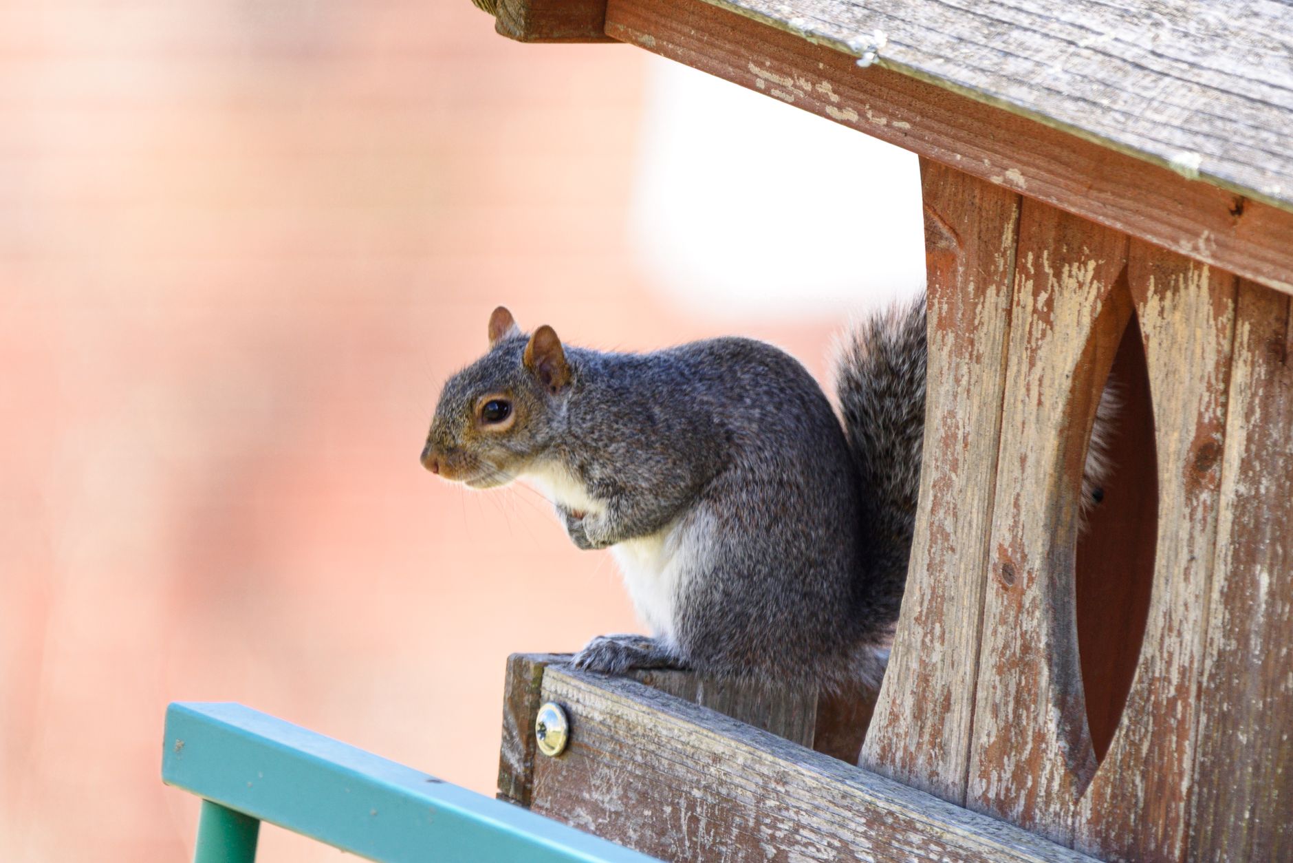 A grey squirrel sitting on a wooden birdhouse outdoors. Perfect for wildlife and nature themes.