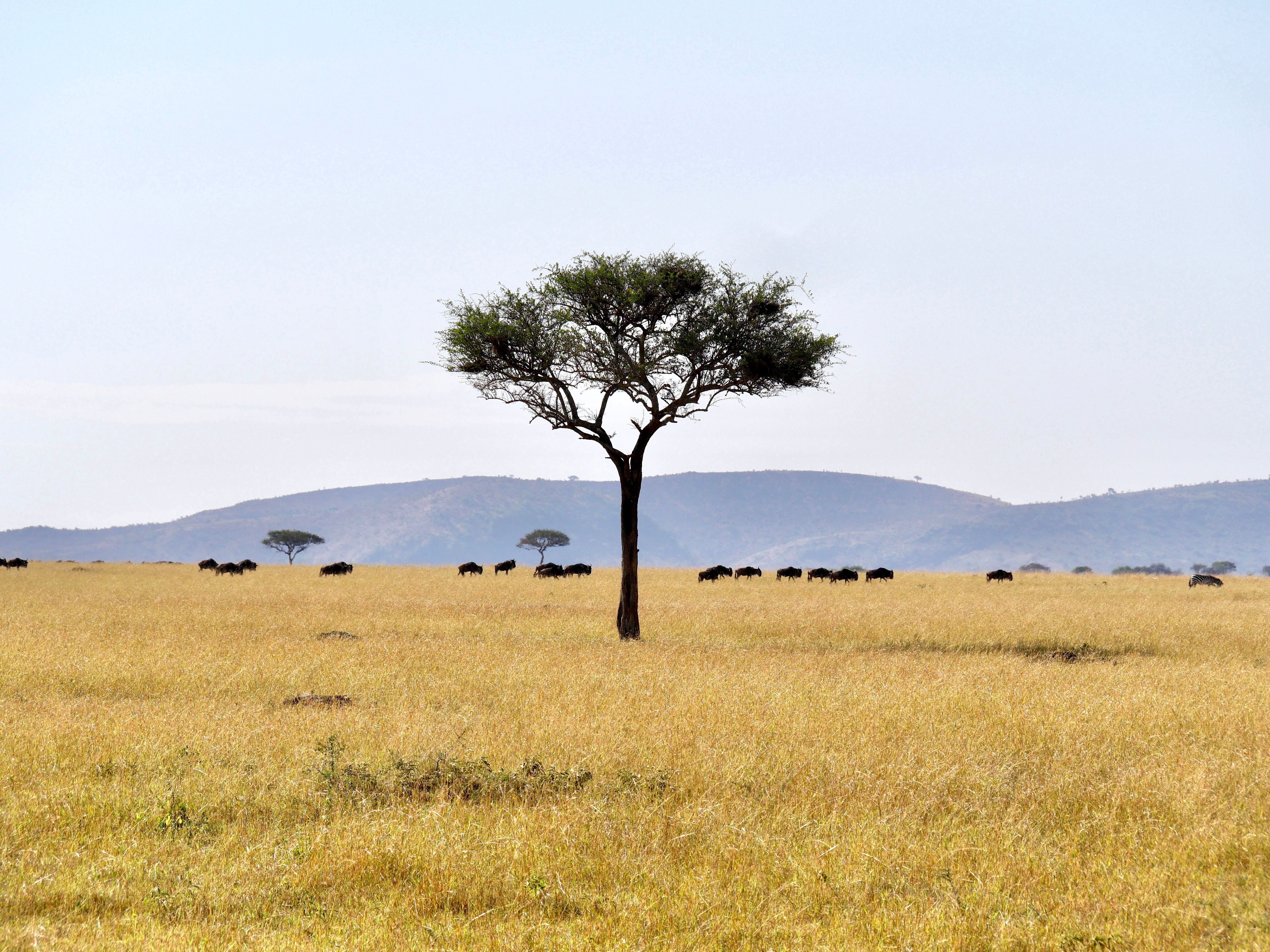 Expansive Serengeti landscape with acacia tree and wildebeest herd under blue skies.