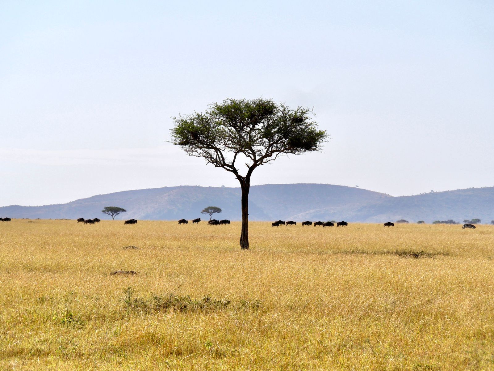 Serengeti