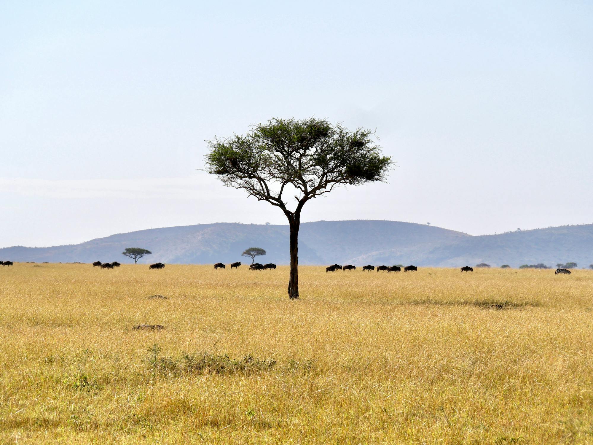 Serengeti Acacia Tree and Wildebeest Migration most beautiful destinations