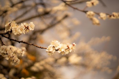 Free Close-up of delicate white blooms on tree branches during springtime. Stock Photo
