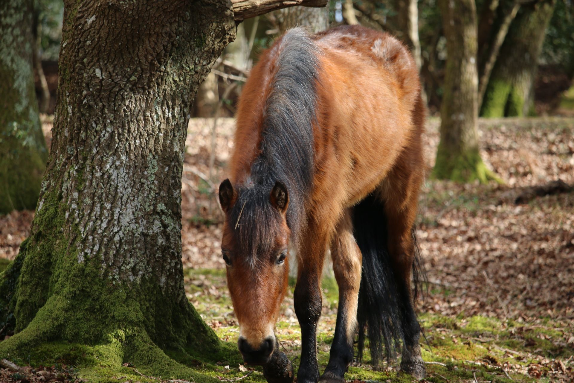 A wild pony grazes peacefully among trees in the New Forest, England.