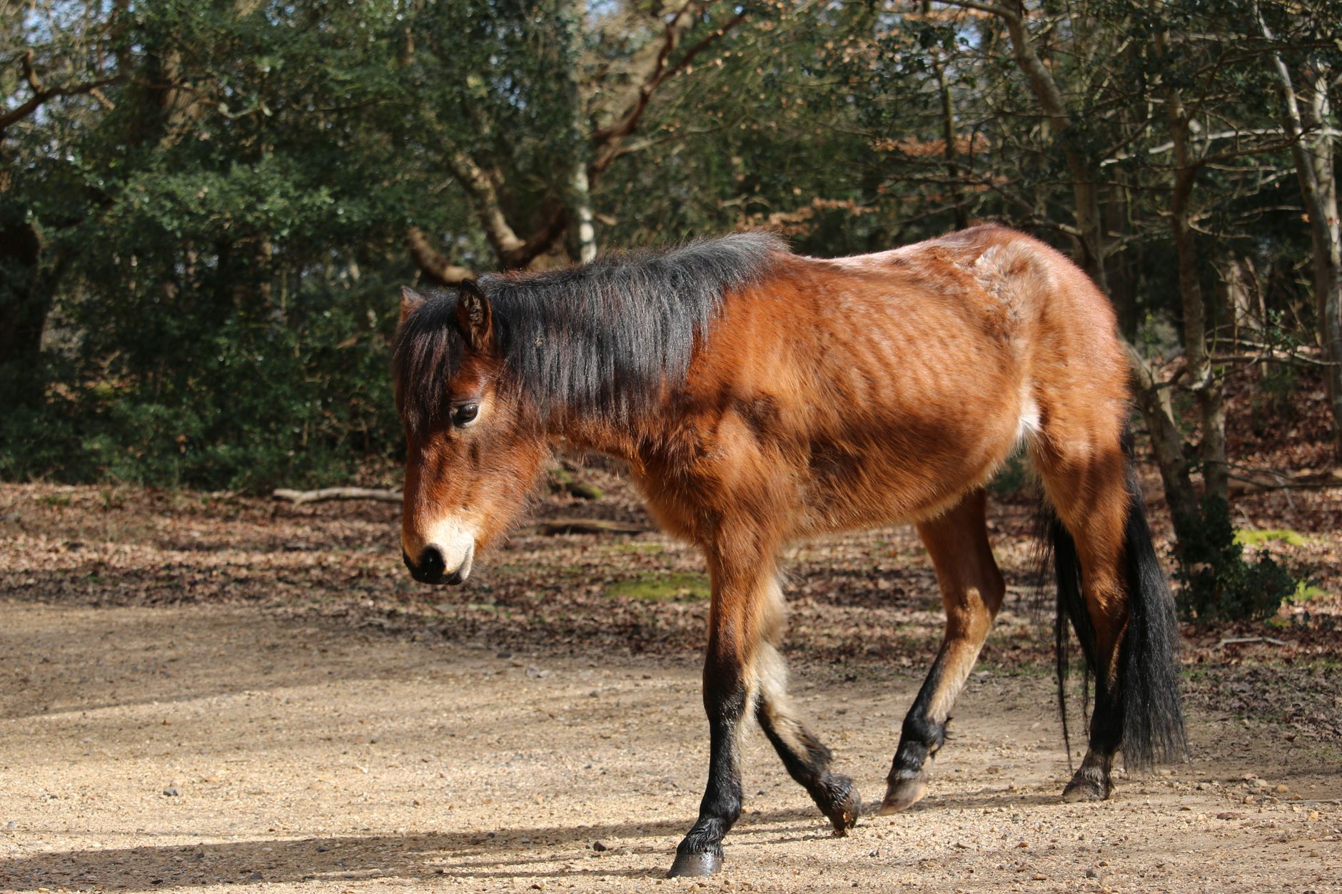 A wild pony walks through the sunlit woodland of New Forest, England.
