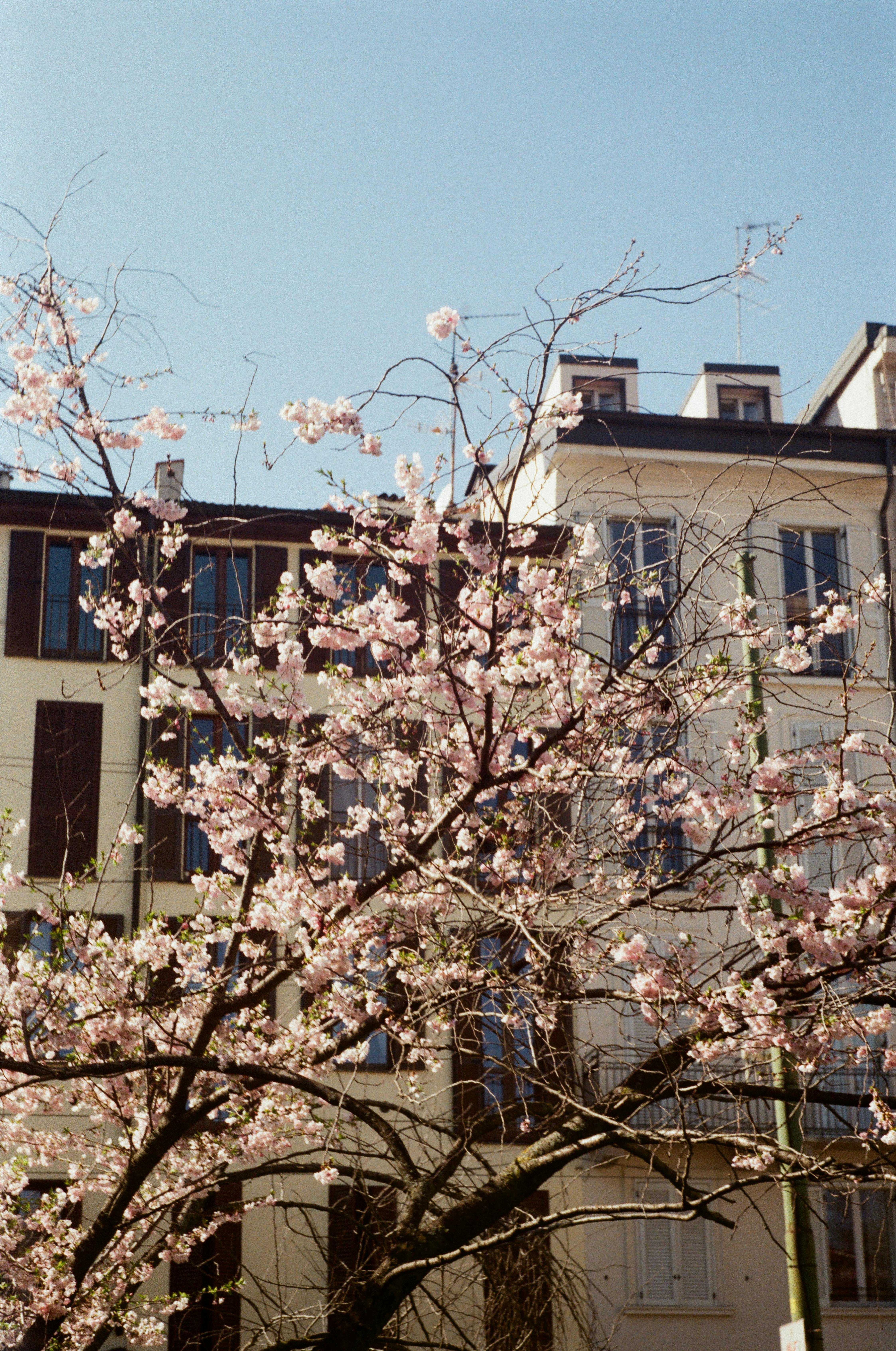 Vivid cherry blossoms thrive in an urban setting under clear springtime skies.