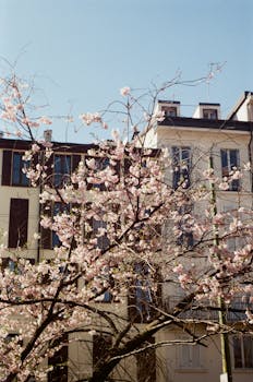Vivid cherry blossoms thrive in an urban setting under clear springtime skies.