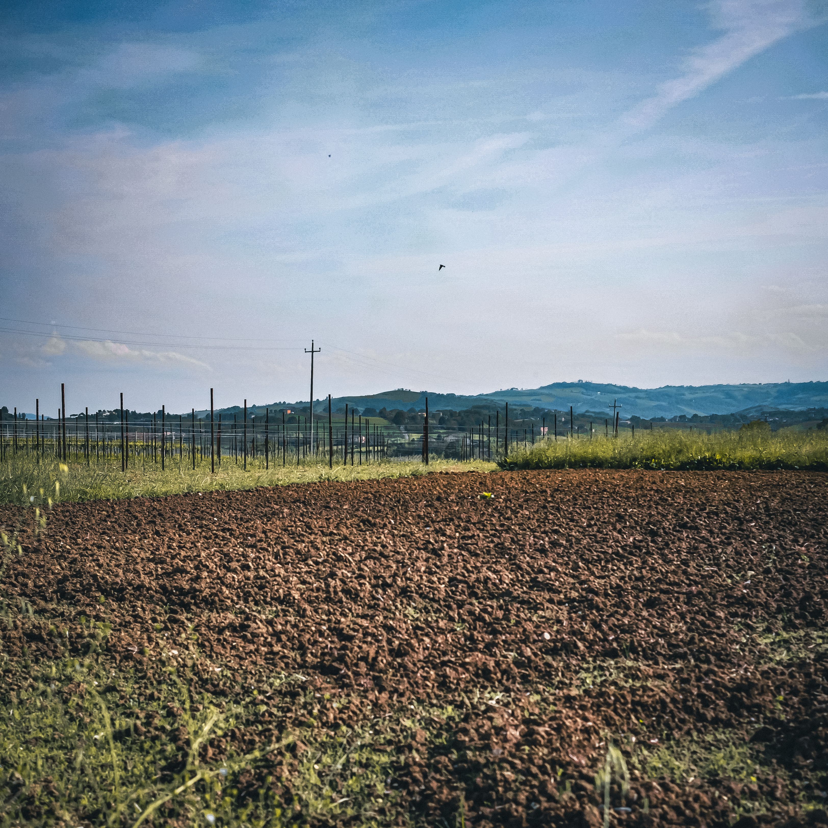 Cotton bolls ripening in a field — photo by Benoit Roy on Pexels
