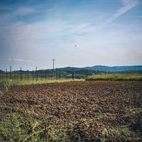 Cotton bolls ripening in a field — photo by Benoit Roy on Pexels