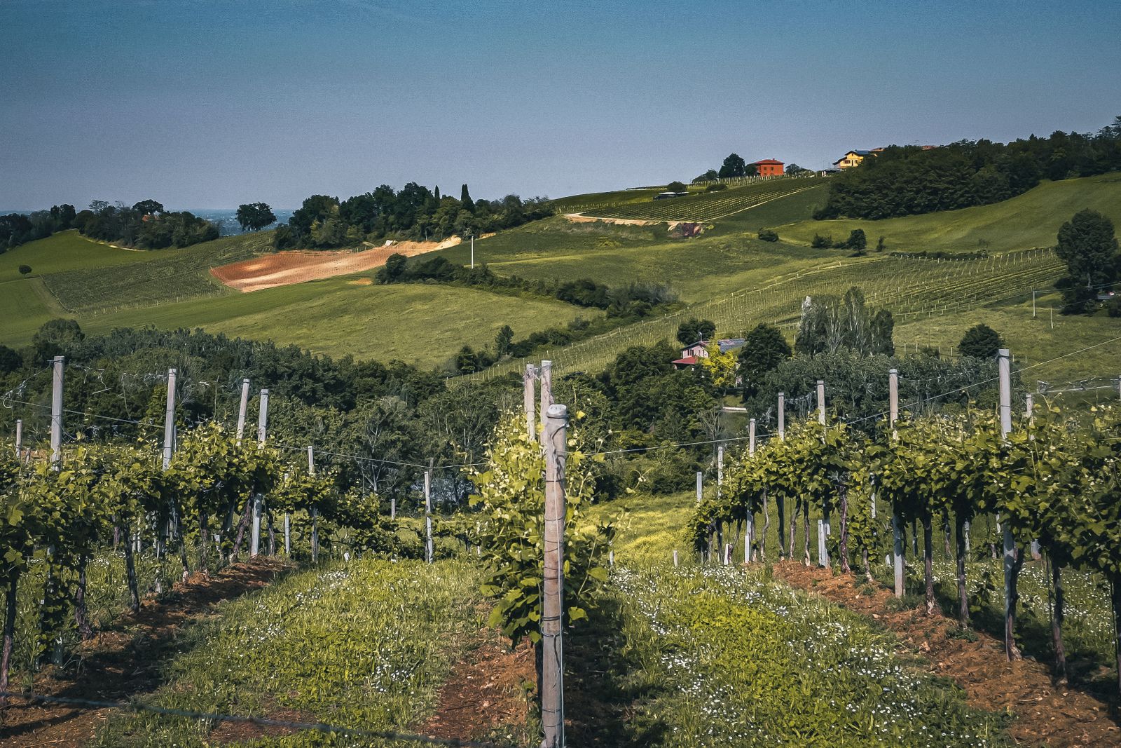 Vineyard rows rolling over the Emberfold hills