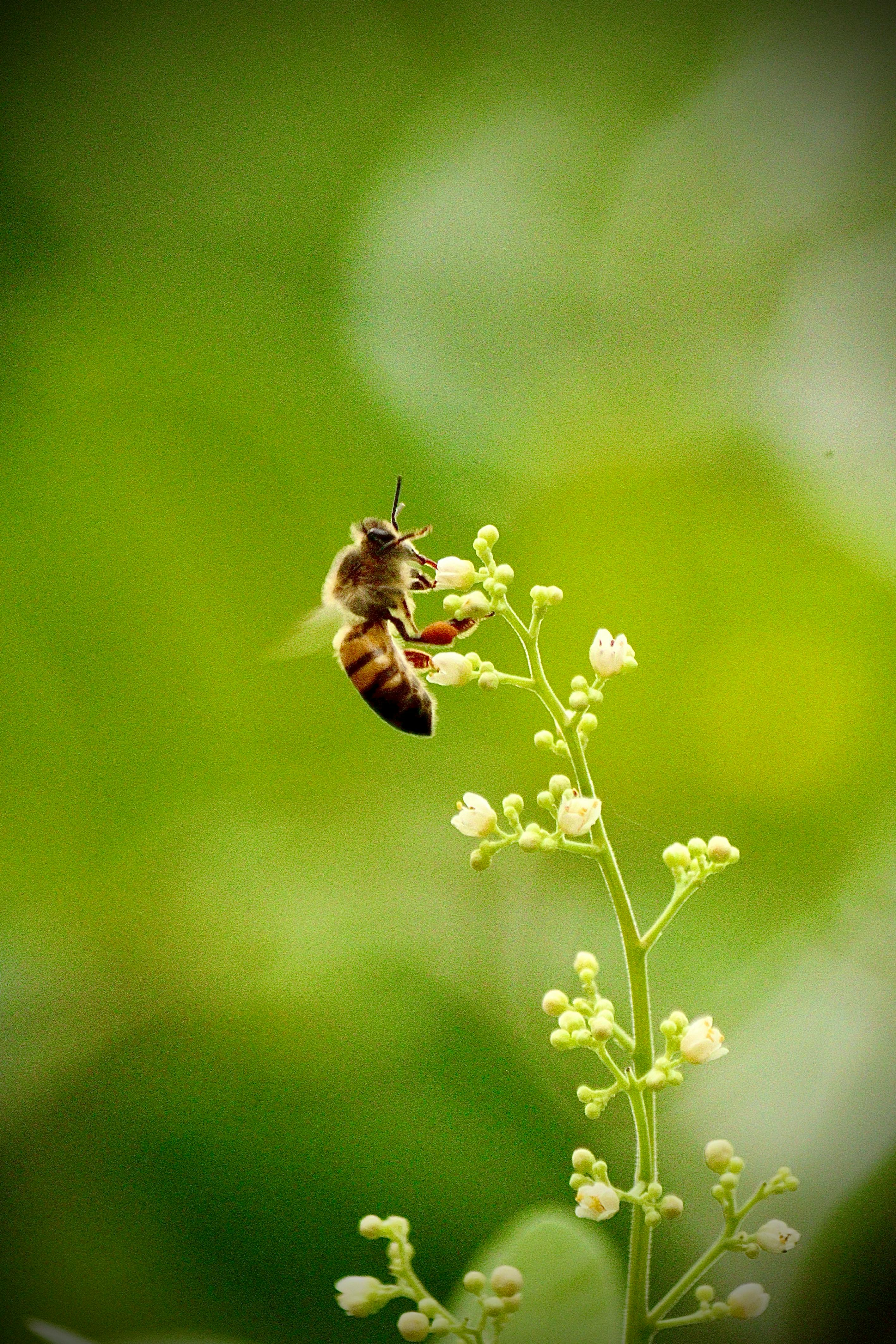 A honey bee delicately interacts with small white flowers, symbolizing nature's harmony.