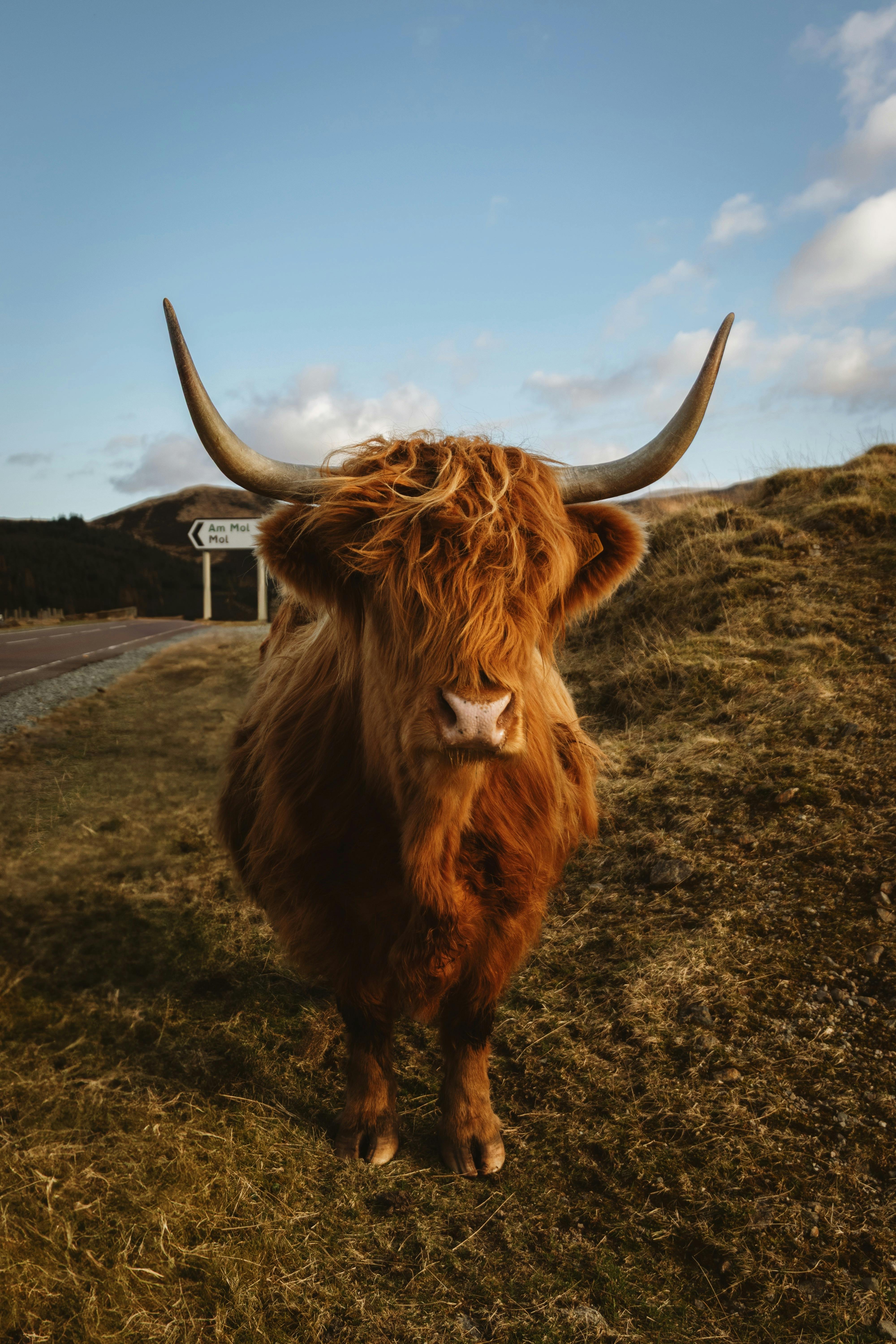 Gratuit Gros plan d'une vache des Highlands sur l'île de Skye, en Écosse, avec un arrière-plan pittoresque. Photos