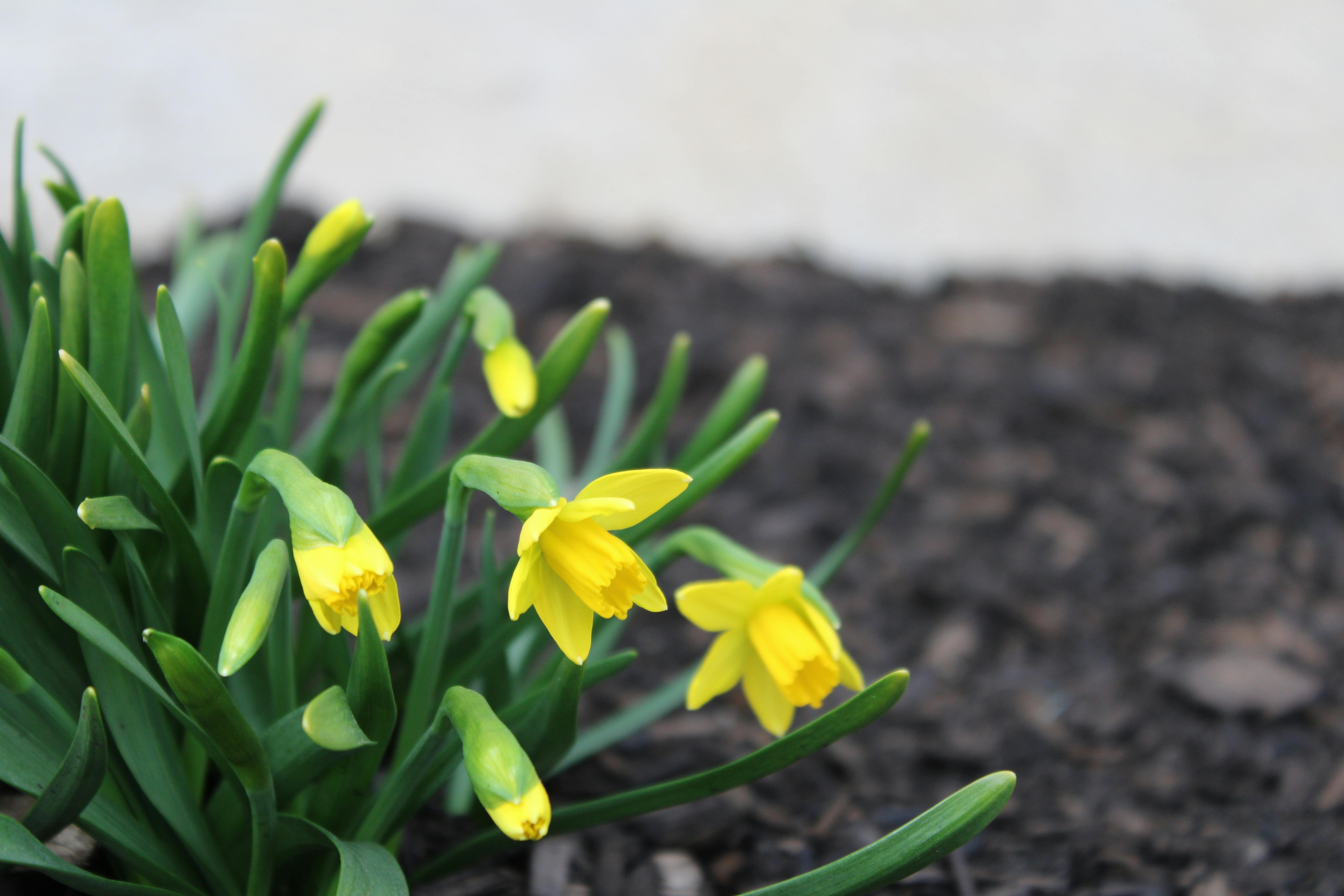 Dig Into Your Garden This Spring With Our Favorite Gardening Gloves — Photo by Galen Harrill on Pexels
