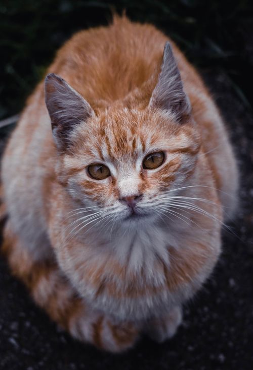 Free Close-up portrait of a ginger and white cat in Ilidža, Bosnia. Stock Photo