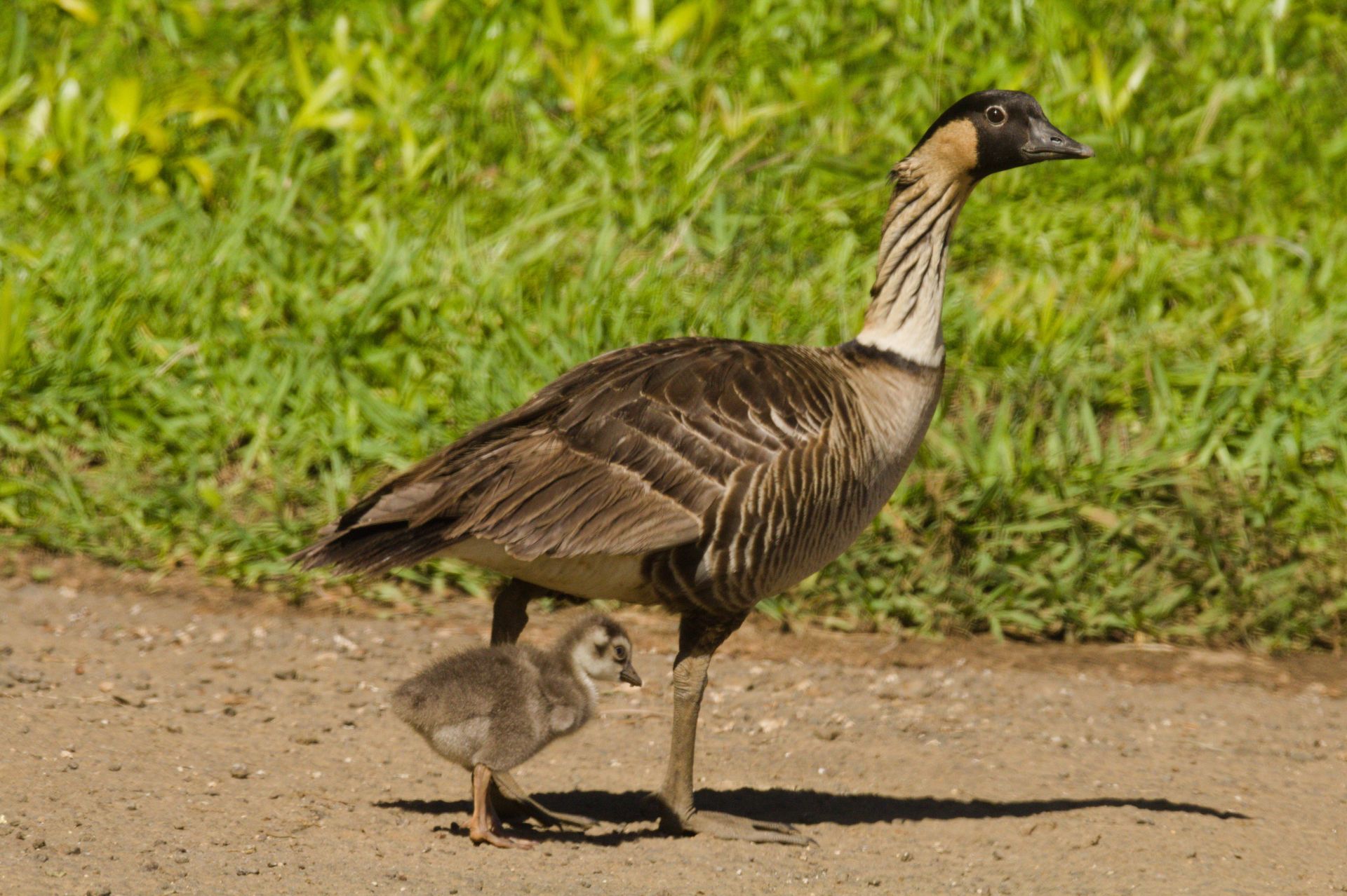 Nene goose and gosling walking on a path in Hanalei, Hawaii, showcasing wildlife charm.