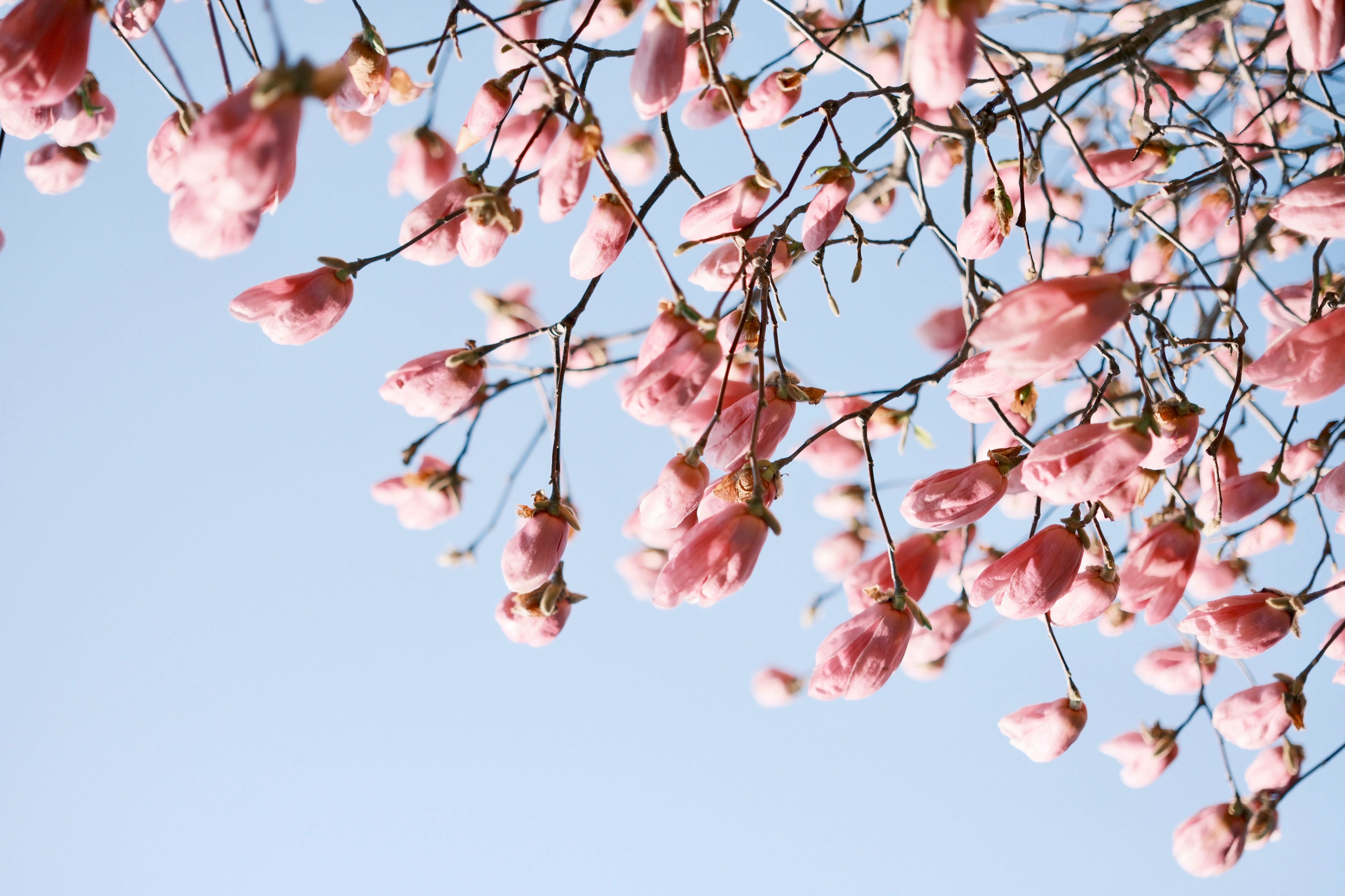 Give your home a spring reset for less than $100 with these DIY home improvement projects — Photo by Joanie xie on Pexels