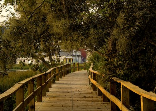 Free Peaceful wooden pathway surrounded by lush greenery in Xalapa, Veracruz, Mexico. Stock Photo