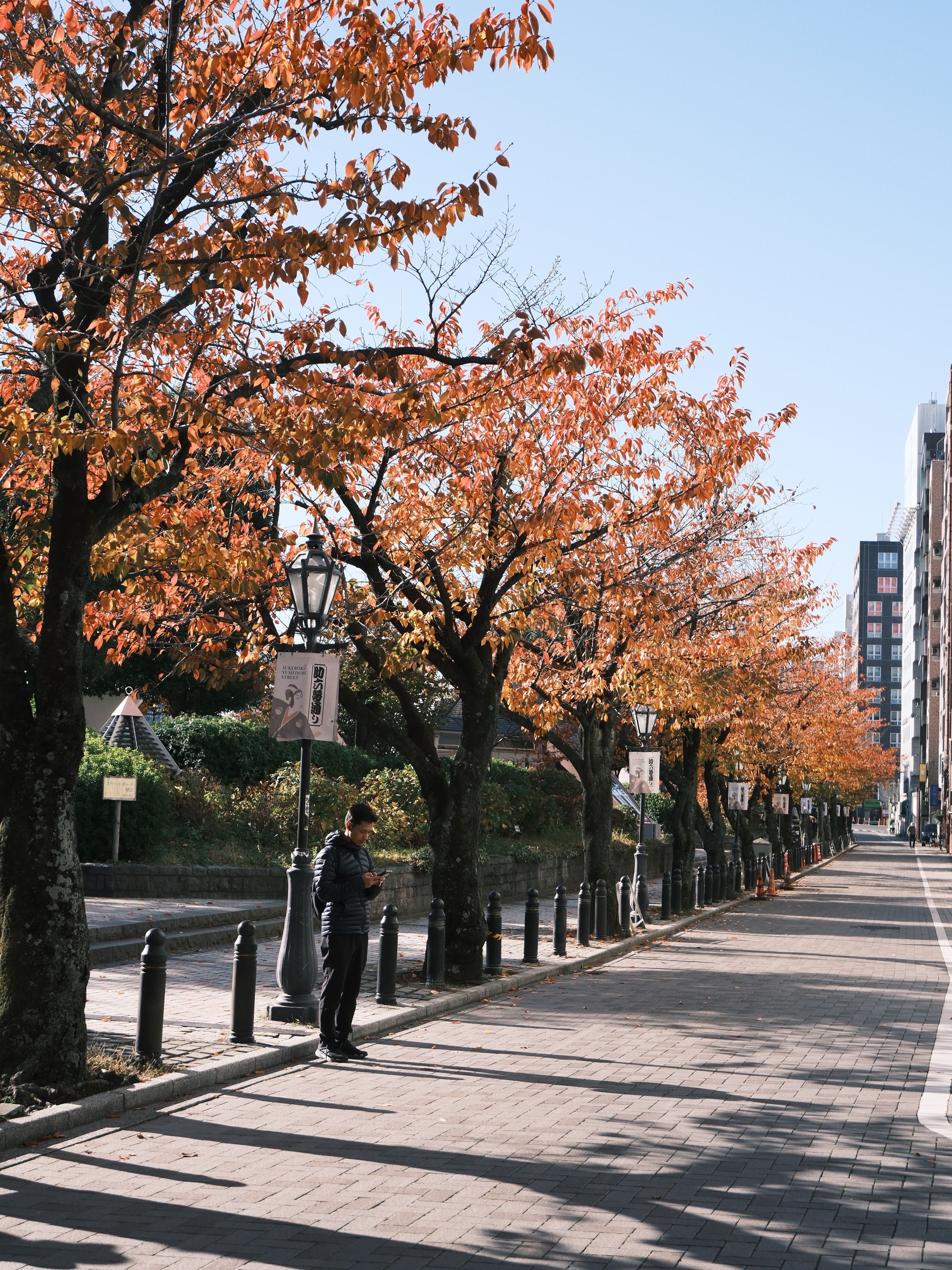 Autumn Street Scene in Tokyo with Cherry Trees · Free Stock Photo