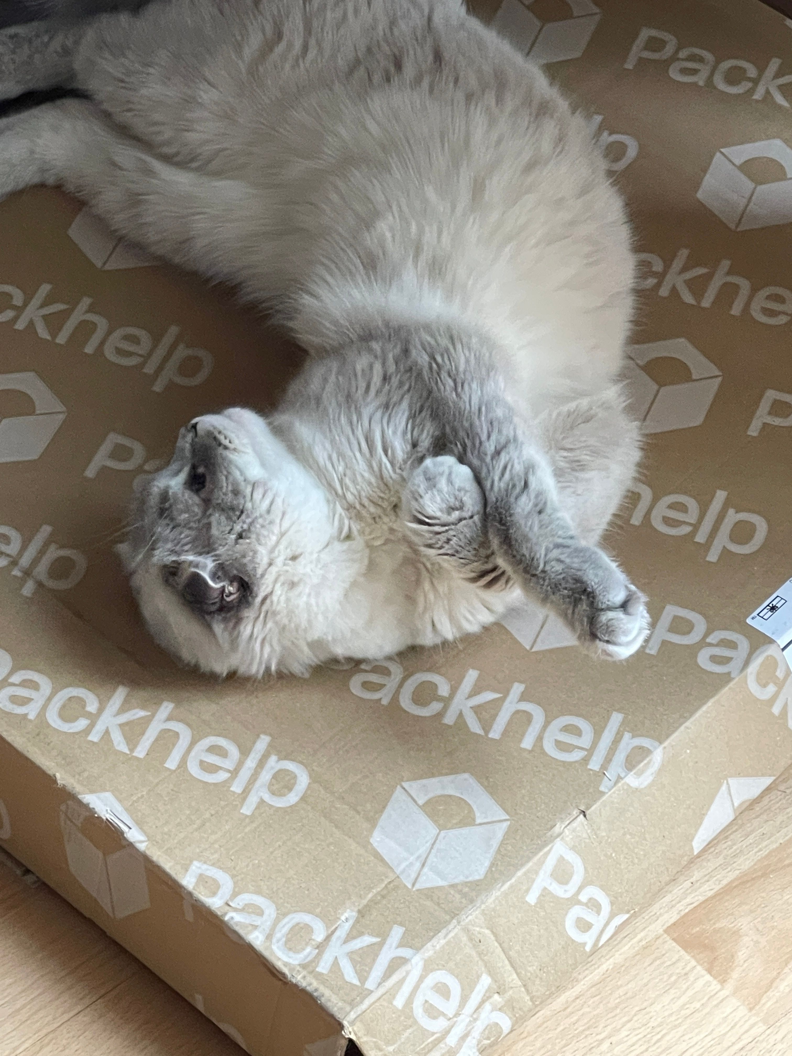 Playful Cat Resting on Packhelp Box · Free Stock Photo