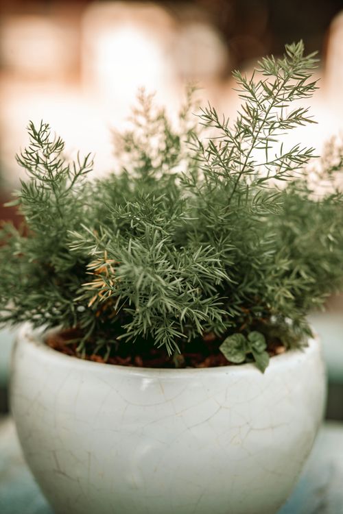 Free Close-up of vibrant green potted plant in a white ceramic pot in a sunlit indoor setting. Stock Photo