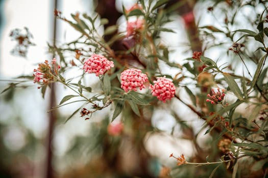 Close-up of vibrant pink flowers on a lush green plant captured outdoors.