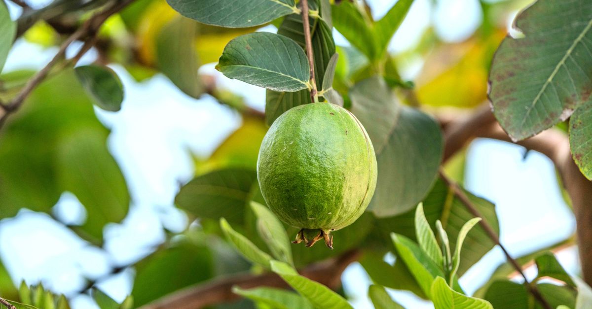 Gava Ripe Close-up of a Ripe Guava on a Tree Branch · Free Stock Photo