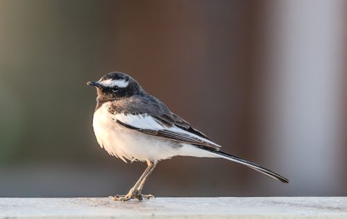 Free Detailed image of a White Wagtail (Motacilla alba) bird perched on a ledge, showcasing its distinct plumage. Stock Photo