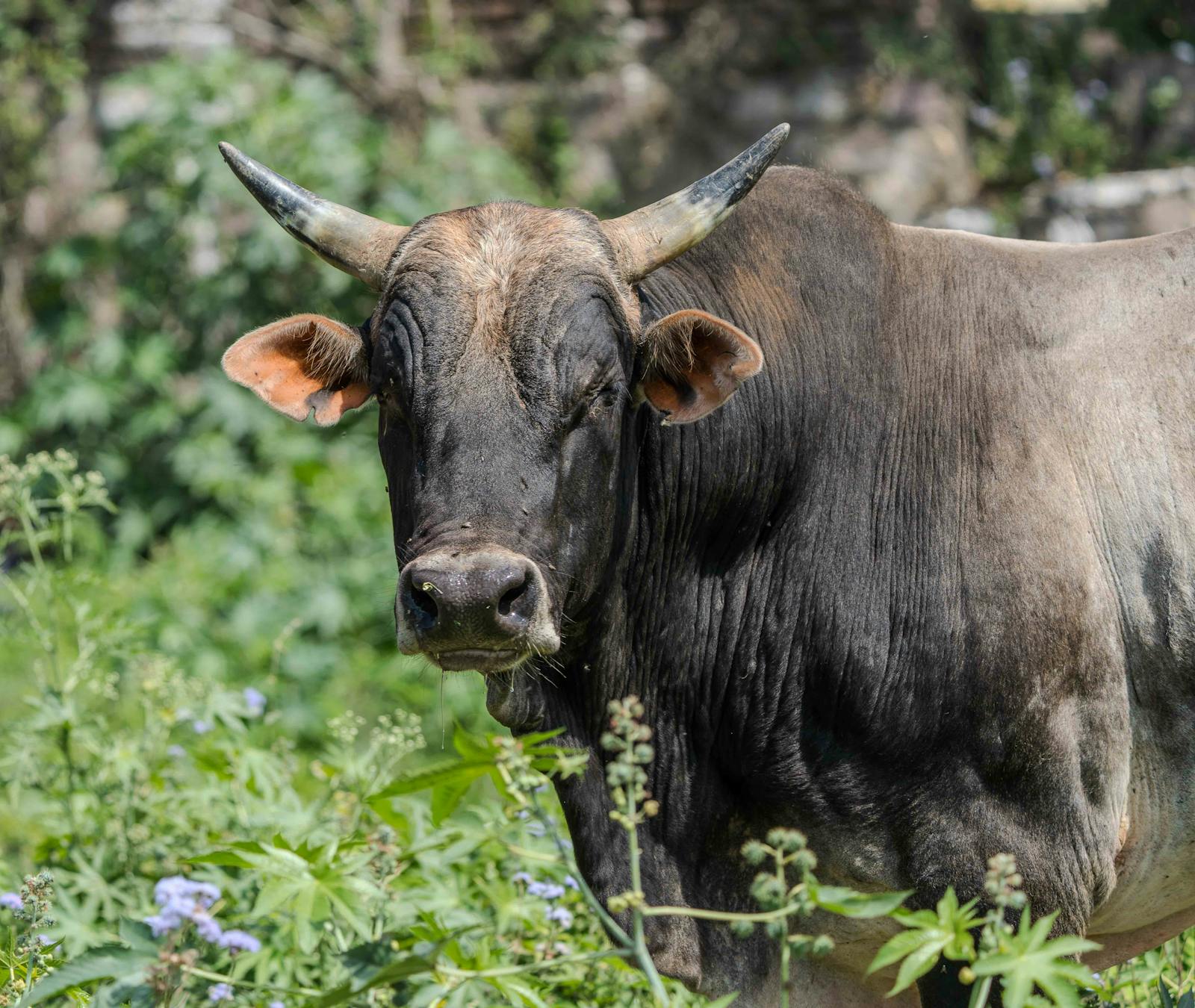 Bull Photos Download The BEST Free Bull Stock Photos HD Images