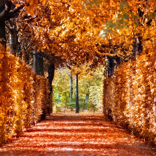 Pathway Filled With Withered Leaves