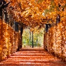 秋季小径两旁，金色的树叶充满活力，排列成行，形成了一条令人惊叹的自然隧道