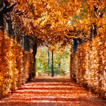 秋季小径两旁，金色的树叶充满活力，排列成行，形成了一条令人惊叹的自然隧道