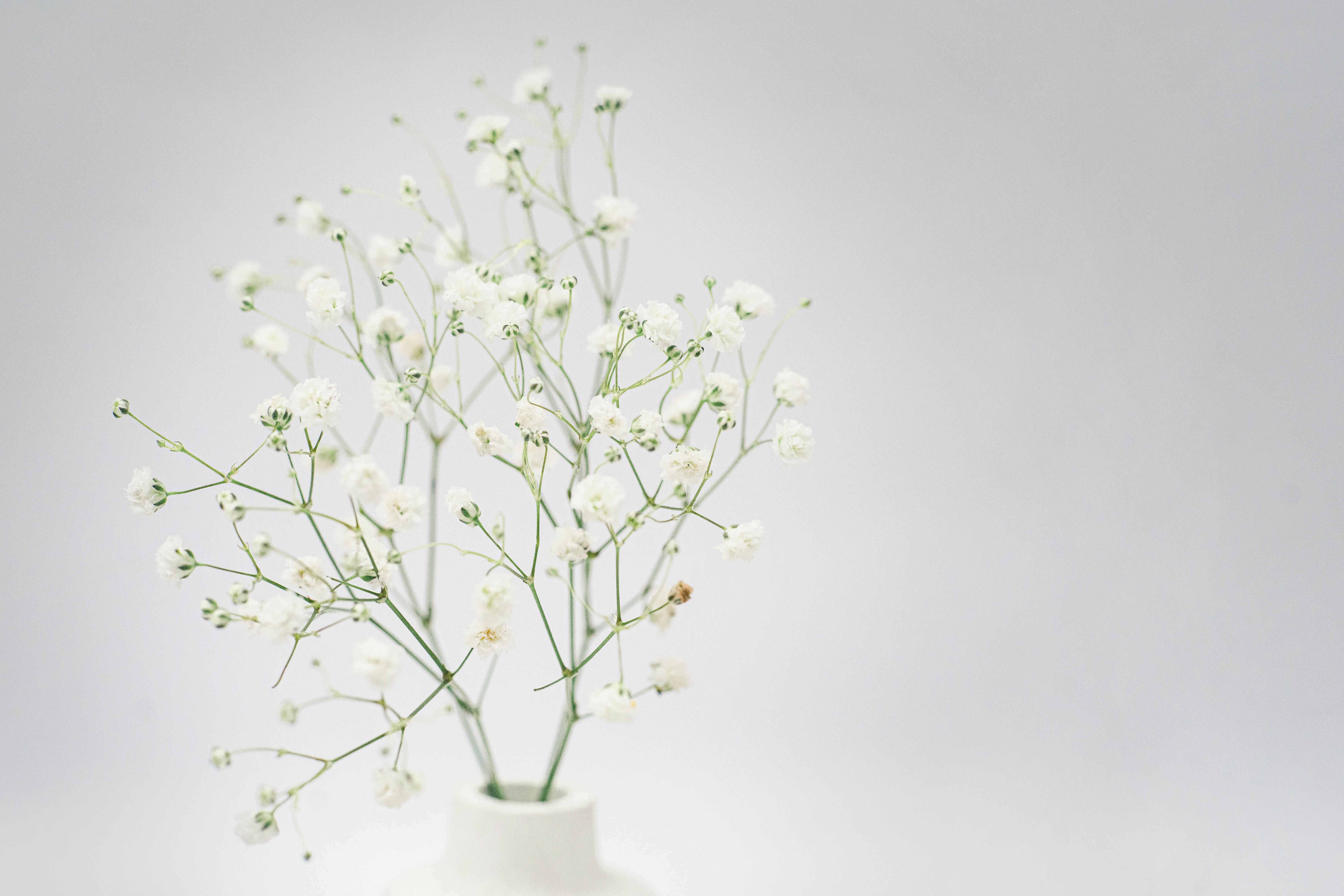 babys breath toxic