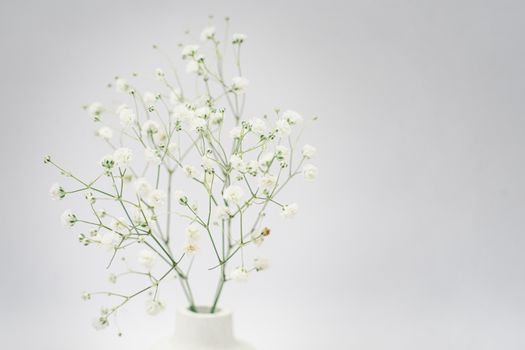 Elegant minimalist arrangement of baby's breath flowers in a white vase against a soft background.