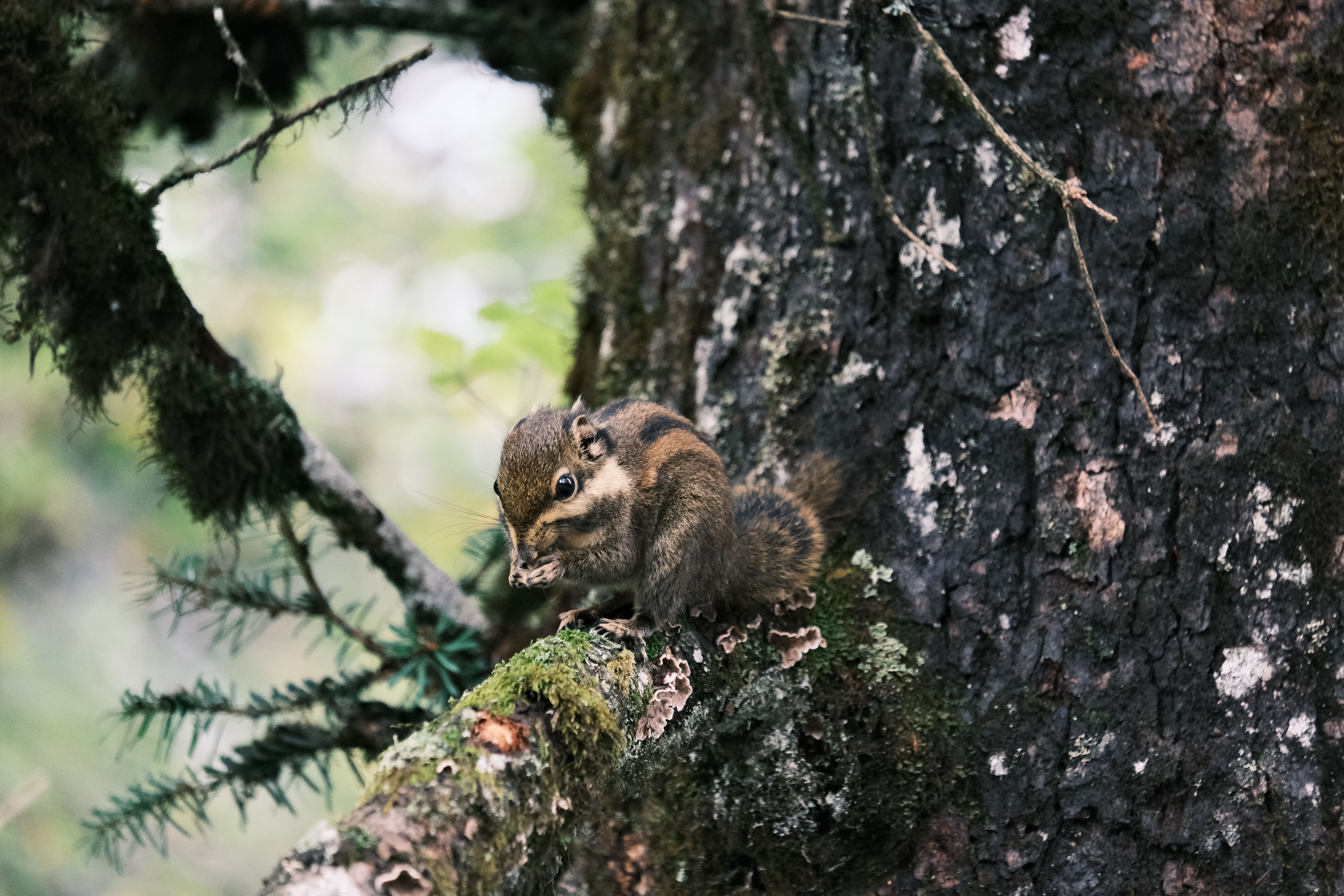 A chipmunk sits on a tree branch in the forest, blending into the natural scenery.