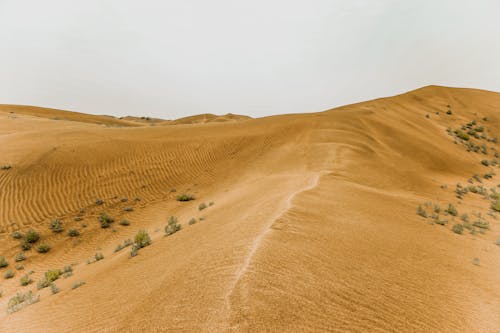 Landscape Of Sandy Dunes In The Desert 