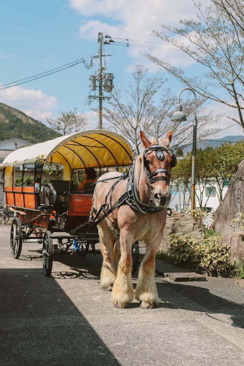 Brown Horse With Yellow and Red Carriage on Road