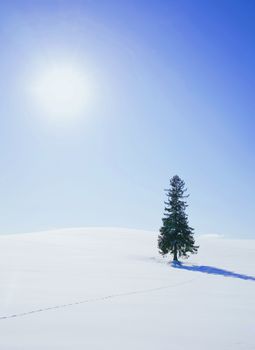 A solitary evergreen tree on a snowy landscape with clear blue sky and bright sun.