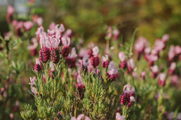 Heather Flowers Growing In Garden