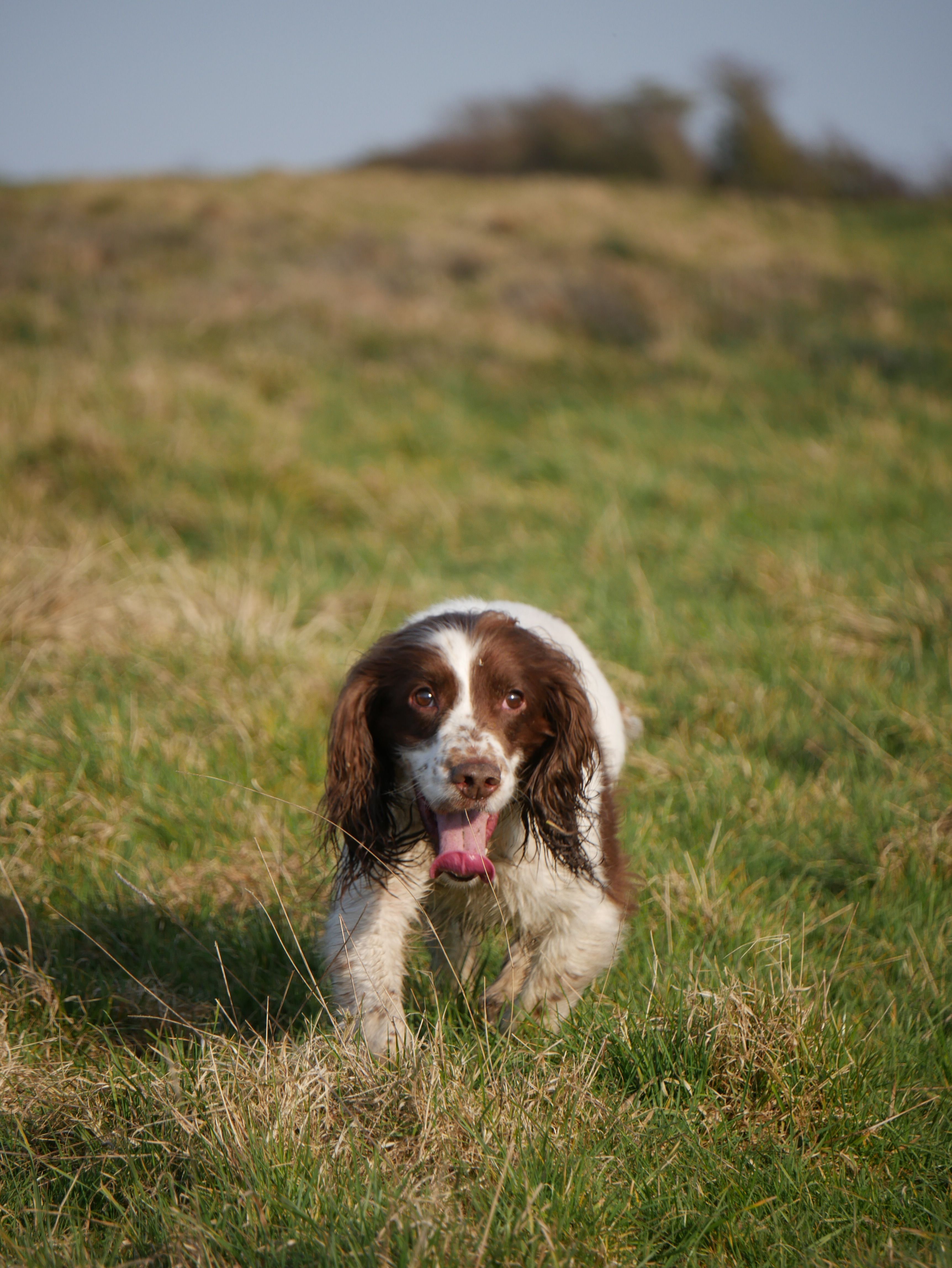 English Springer Spaniel running through a grassy field outdoors